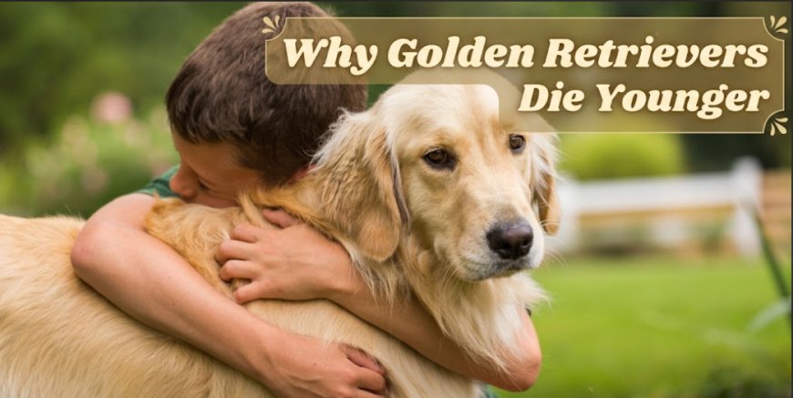 Why Golden Retrievers Die Younger Than They Used To