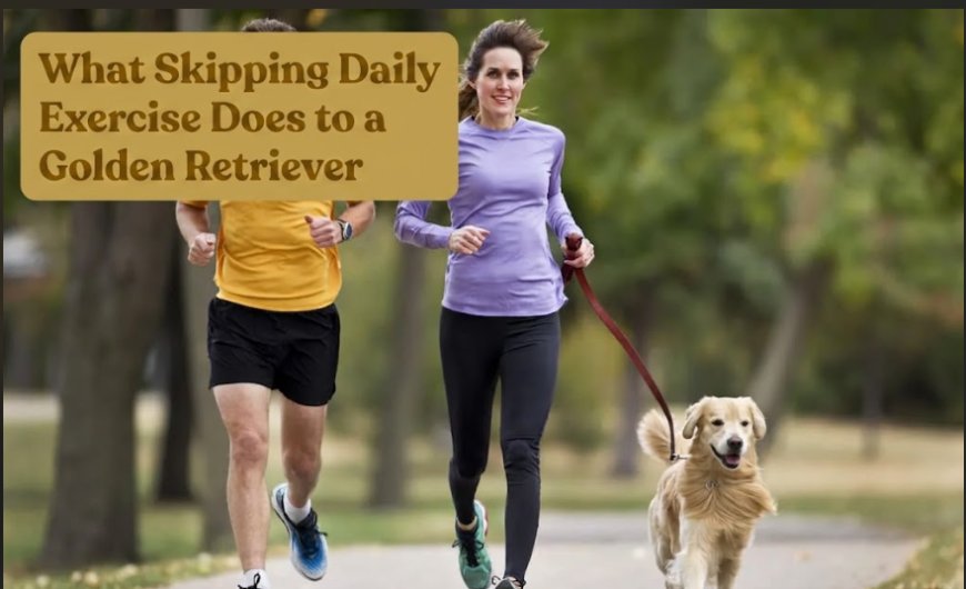 What Skipping Daily Exercise Does to a Golden Retriever