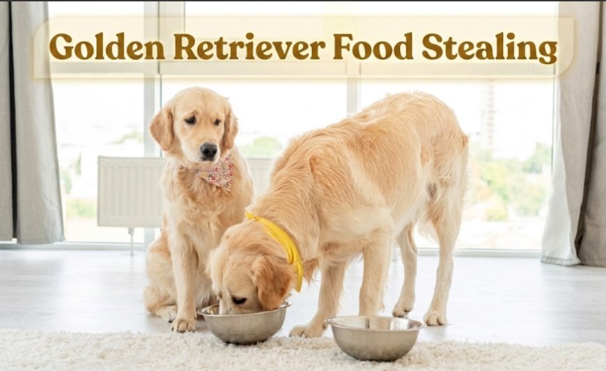 Golden Retriever Food Stealing: Habit or Guarding?