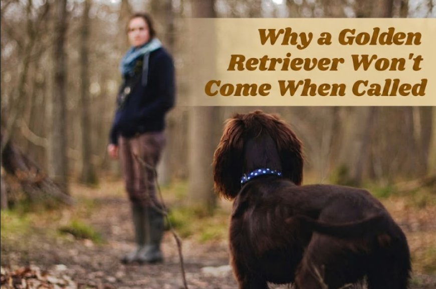 Why a Golden Retriever Won't Come When Called
