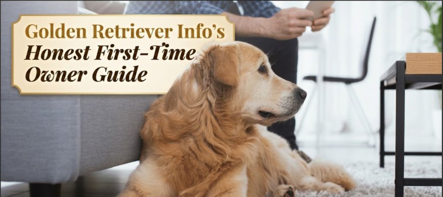 Golden Retriever Info's Honest First-Time Owner Guide