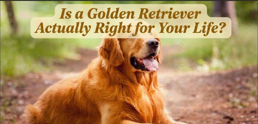Is a Golden Retriever Actually Right for Your Life?