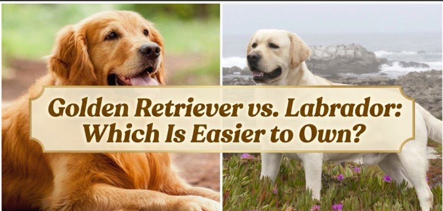 Golden Retriever vs. Labrador: Which Is Easier to Own?