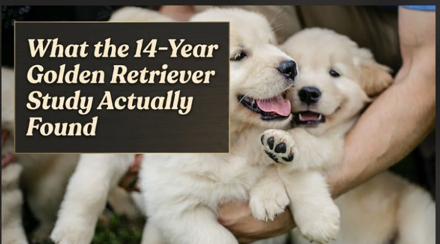 What the 14-Year Golden Retriever Study Actually Found