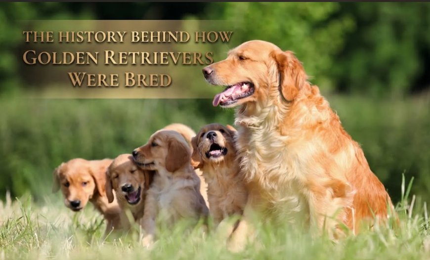 The History Behind How Golden Retrievers Were Bred