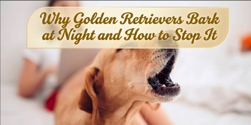 Why Golden Retrievers Bark at Night and How to Stop It