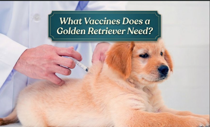 What Vaccines Does a Golden Retriever Need?