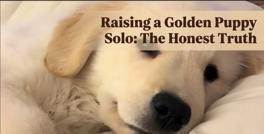 Raising a Golden Puppy Solo: The Honest Truth