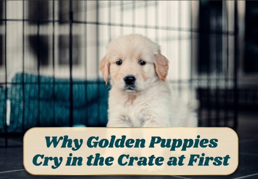 Why Golden Puppies Cry in the Crate at First