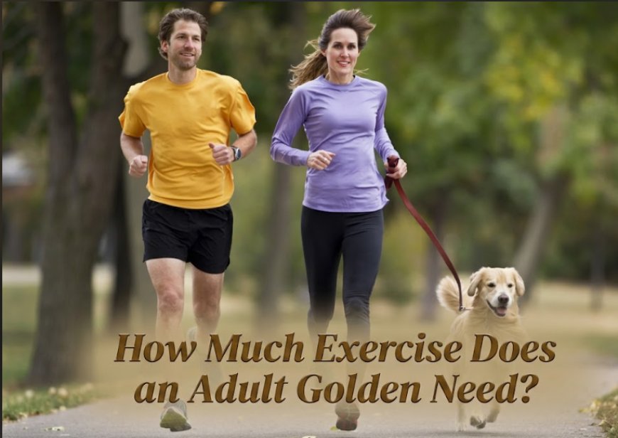 How Much Exercise Does an Adult Golden Need?
