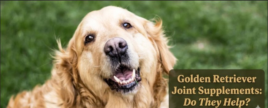 Golden Retriever Joint Supplements: Do They Help?