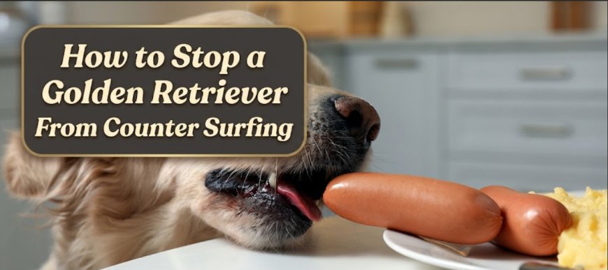 How to Stop a Golden Retriever From Counter Surfing