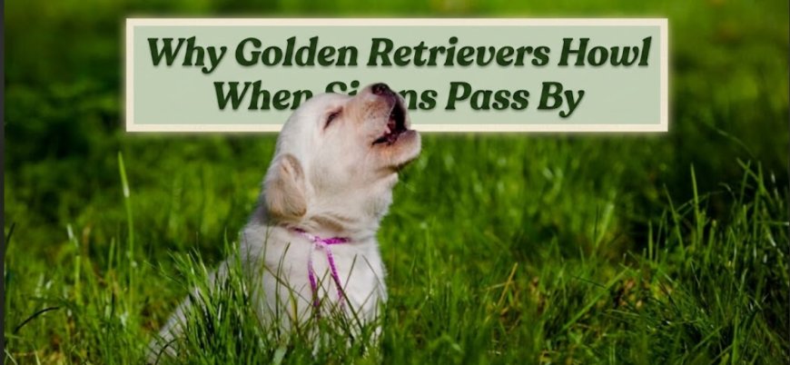 Why Golden Retrievers Howl When Sirens Pass By