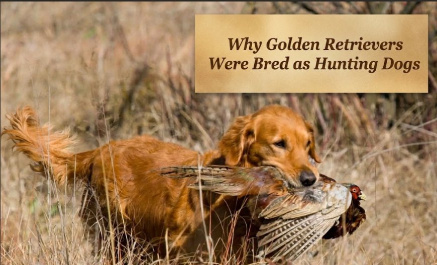 Why Golden Retrievers Were Bred as Hunting Dogs