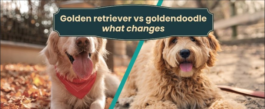 Golden retriever vs goldendoodle what changes